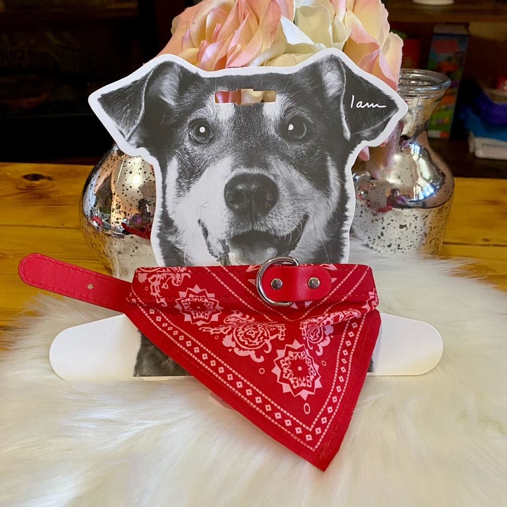 I Am Jewerly Dog Collar Bandana Print